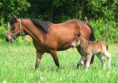 Bealtain und Eva Luna
